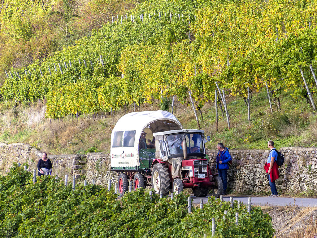 Blick auf Zell an der Mosel